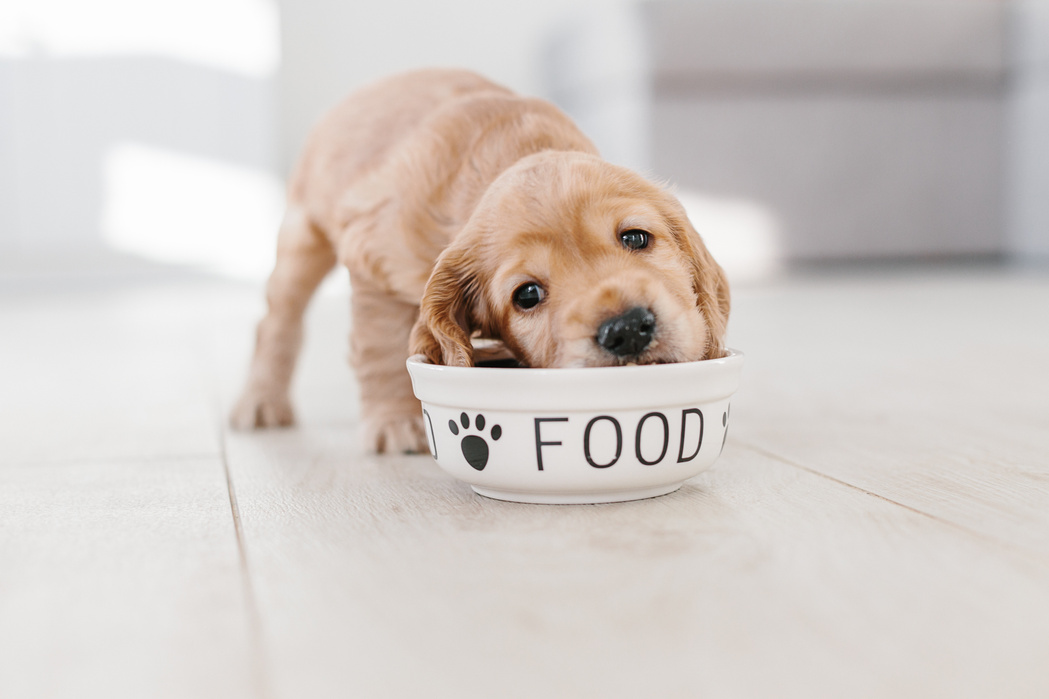 English cocker spaniel puppy eating dog food