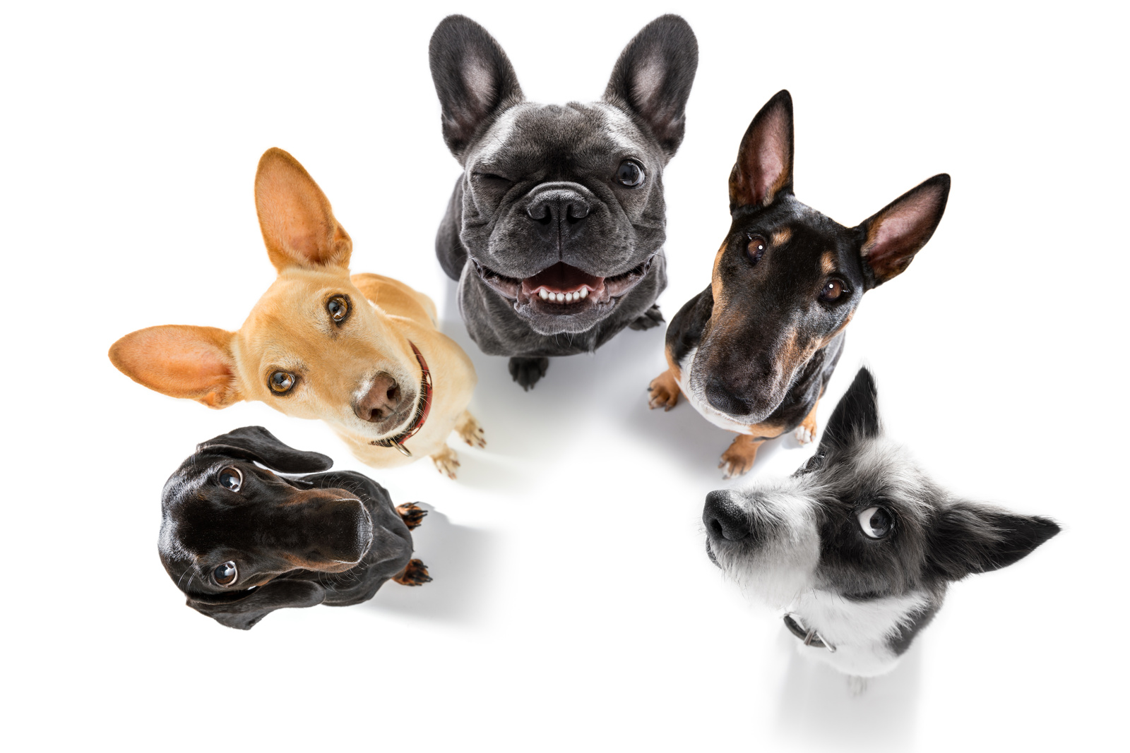 Portrait of Group of Dogs Looking Up Illustration