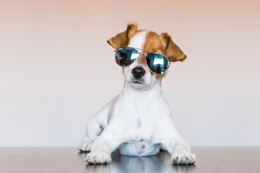 Little Dog Wearing Sunglasses