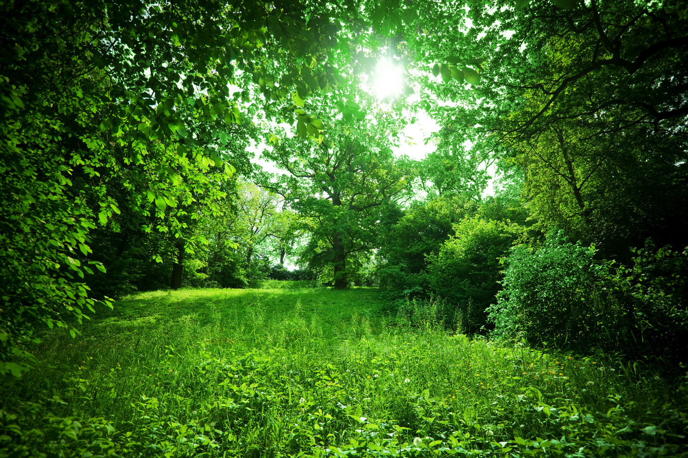 Green Nature